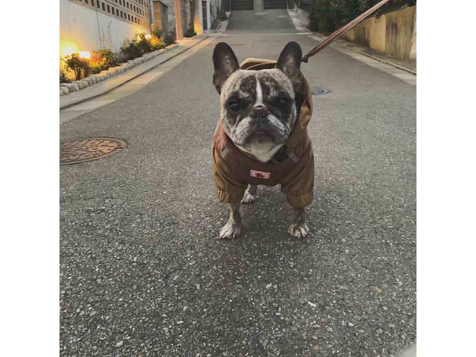 株式会社　Dico