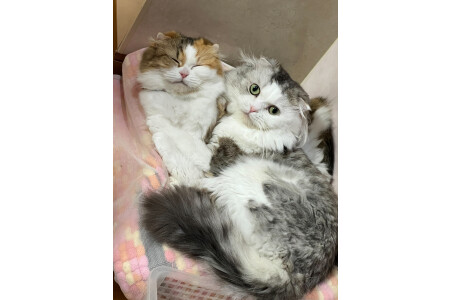 事務所に来ると会える猫☆