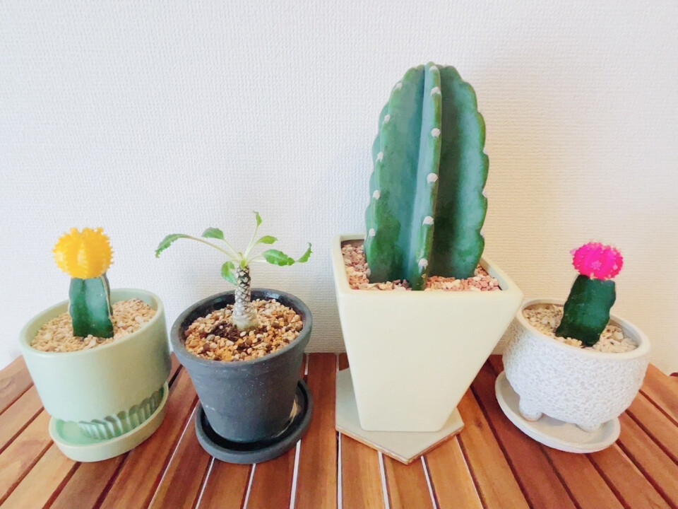 株式会社clapotis