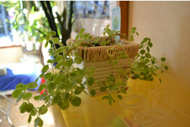 美容室Ripple(リプル)　株式会社リュシアン