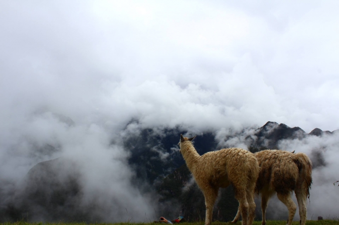 マチュピチュにいるアルパカ