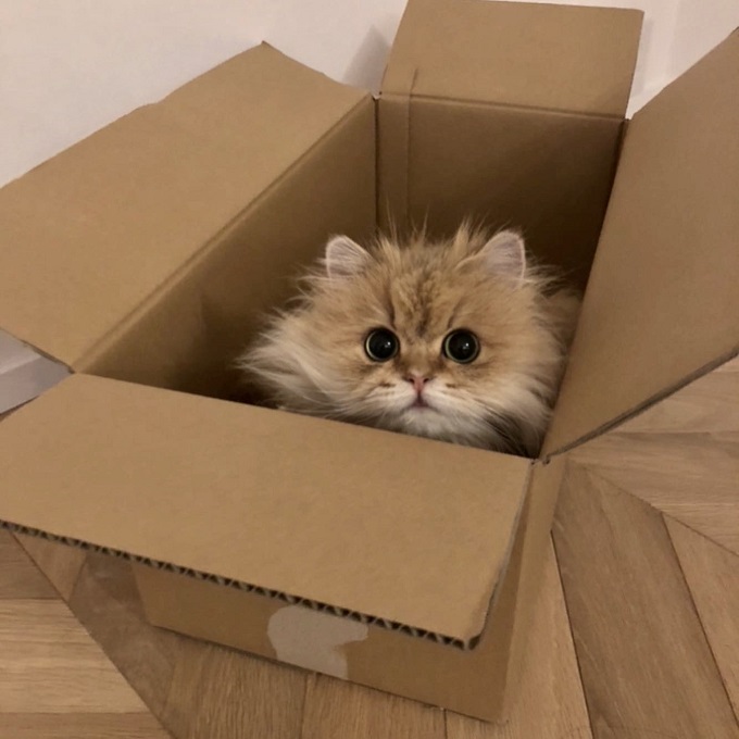 ねこlove 猫のいない生活は考えられない ねこバカ美容師による 美容師のためのねこ飼いのすすめ リクエストqjナビ 特集 キャリアアップ