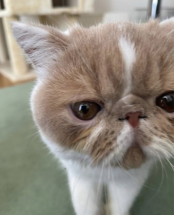 ねこlove 猫のいない生活は考えられない ねこバカ美容師による 美容師のためのねこ飼いのすすめ リクエストqjナビ 特集 キャリアアップ Page 5