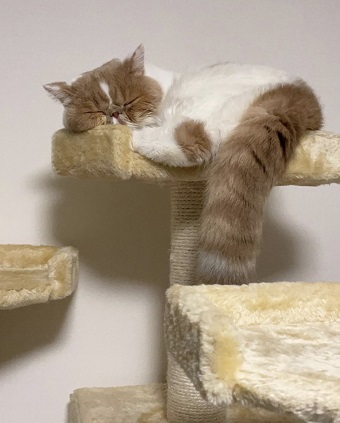 ねこlove 猫のいない生活は考えられない ねこバカ美容師による 美容師のためのねこ飼いのすすめ リクエストqjナビ 特集 キャリアアップ Page 5